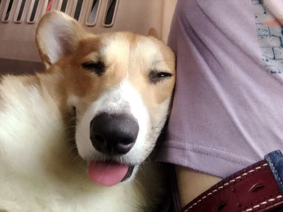 大好きな人のことは一生忘れないよ 犬の5つの 好きサイン いぬのきもちweb Magazine 大好きな人のことは一生忘れないよ 犬の5つの 好きサイン いぬのきもちweb Magazine