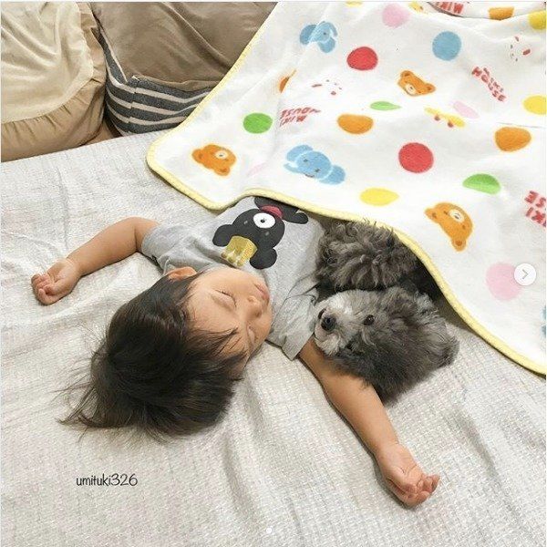 トイ・プードルと男の子