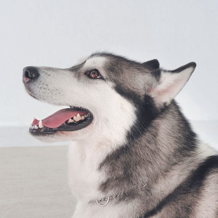 耳が少し倒れた状態。表情が明るくて、しっぽを振っていれば、喜んでいるサイン。うなったり、犬歯を見せる場合は怒っているとき