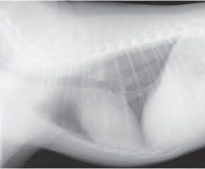 犬の心臓のレントゲン画像