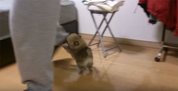 足にくらいつくポメラニアン
