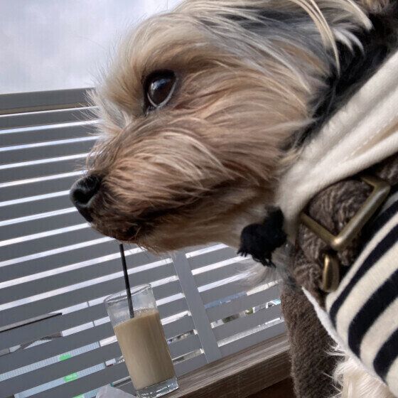 ドッグカフェに行ったくりんくん（ヨークシャー・テリア）