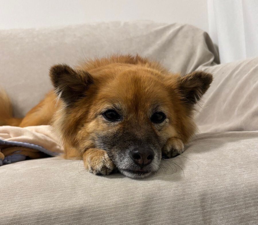 ソファの上から飼い主さんを見つめるはぐみちゃん