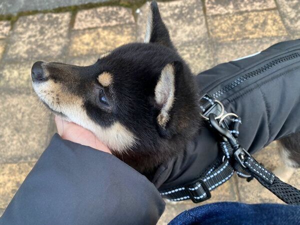 甘えるごまちゃん