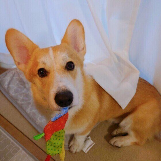 犬がぬいぐるみや毛布を「チュパチュパ」する理由と対処法 いぬのきもち