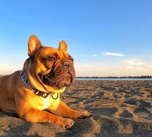 夕陽を浴びるガルムくん