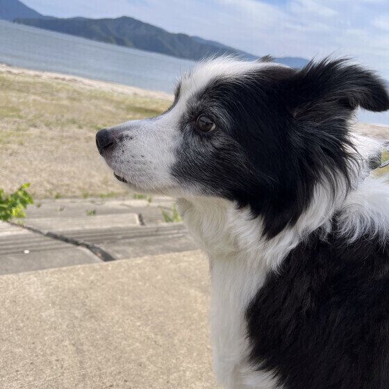 ボーダー・コリー