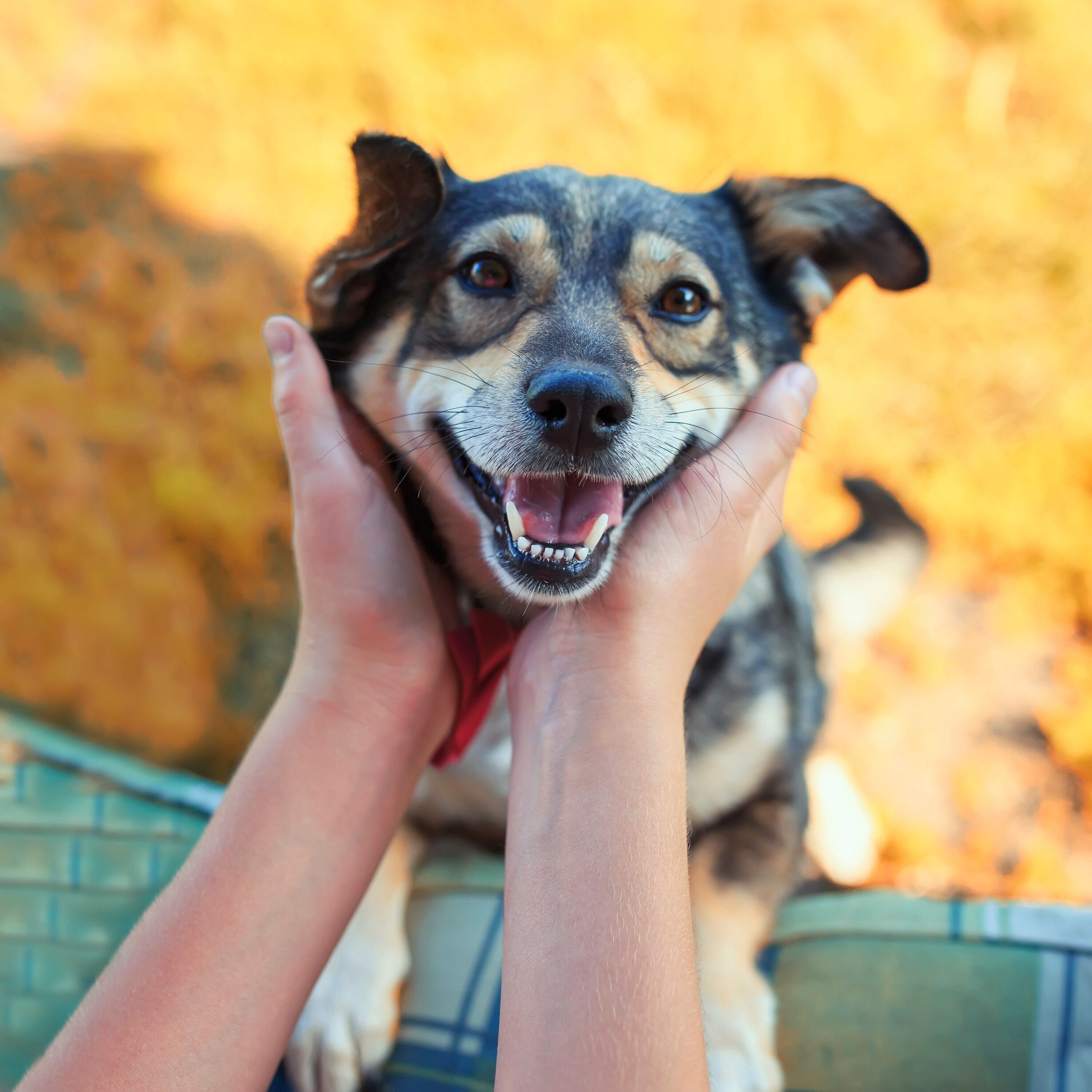 ニコニコ笑顔の犬