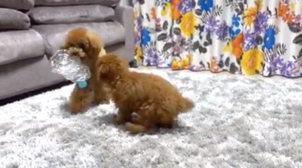 ペットボトルを奪い合うトイ・プードル