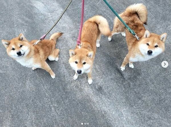 見つめるコイくん、トロくん、ウニくん