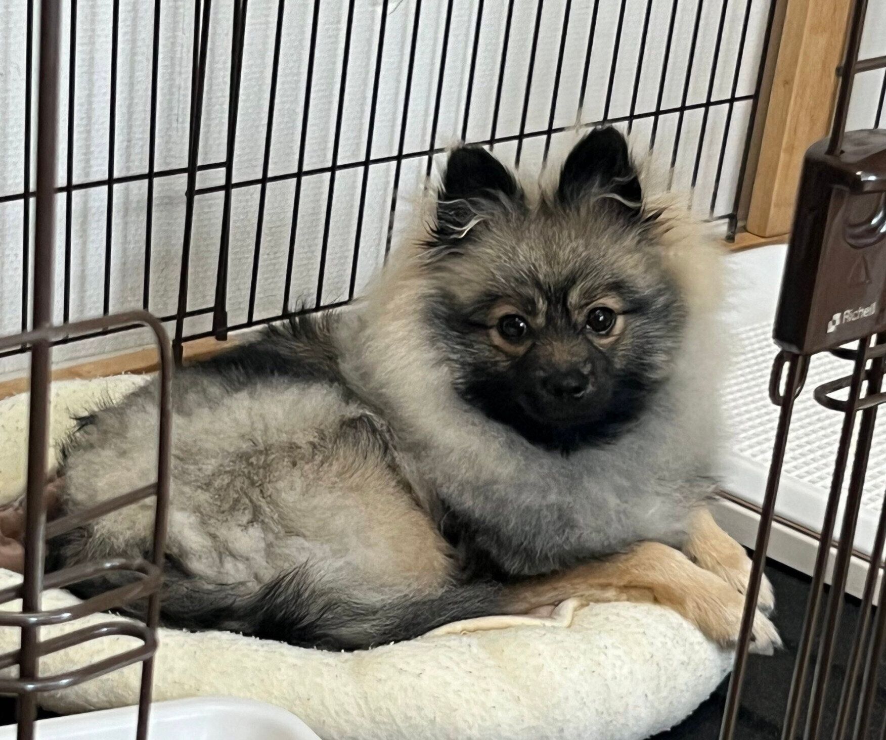 見つめるポンちゃん