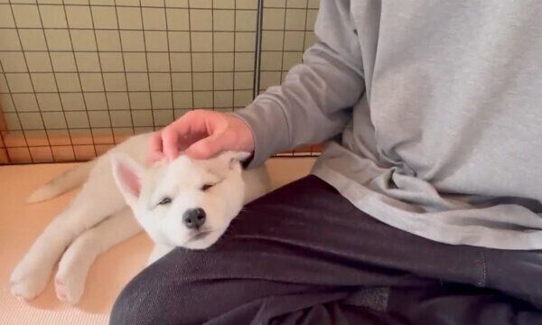 あご乗せをするアシㇼちゃん