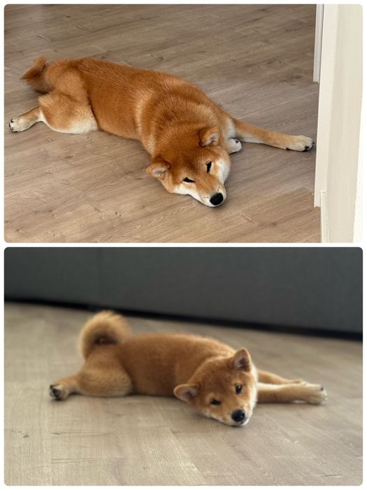 生後3カ月と生後6カ月の柴犬