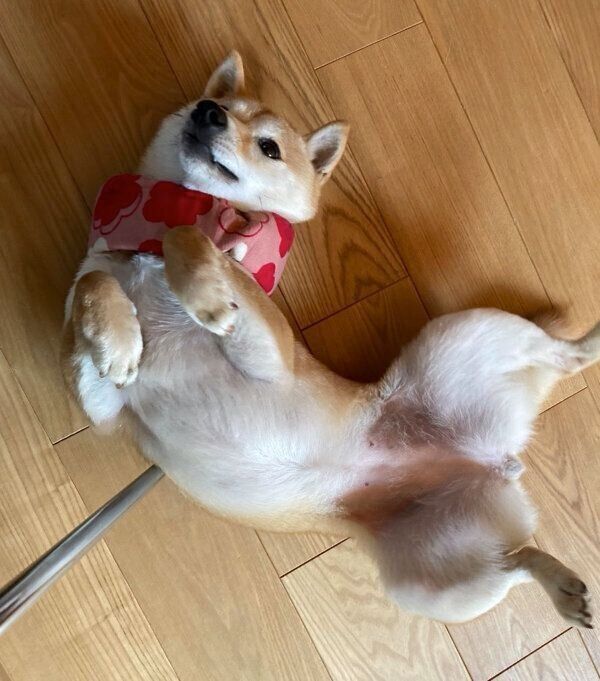 ヘソ天するはなこちゃん