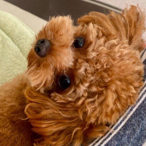 獣医師監修 犬の腎臓病とは 症状や原因 治療法 食事管理について解説 いぬのきもちweb Magazine