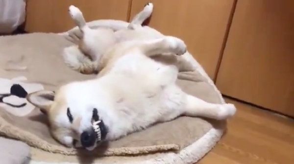 すごいポーズで眠る七ちゃん