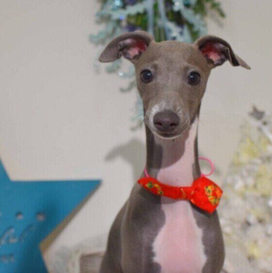 イタリアン・グレーハウンドのPECOちゃん