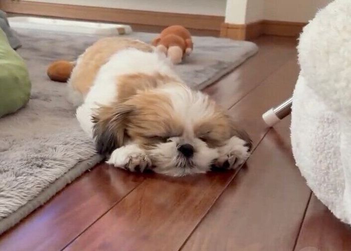 遊び疲れて寝てしまったはんぺんくん