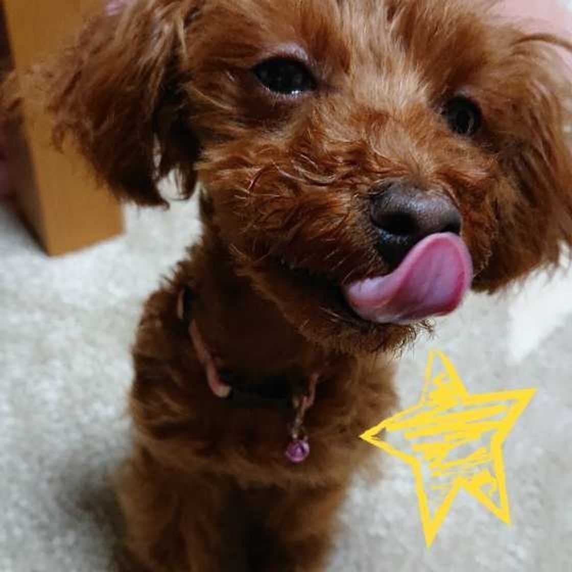 犬はなぜペロペロするの 人やモノをなめるのにはいろんな理由があった いぬのきもちweb Magazine 犬はなぜペロペロするの 人やモノをなめるのにはいろんな理由があった いぬのきもちweb Magazine