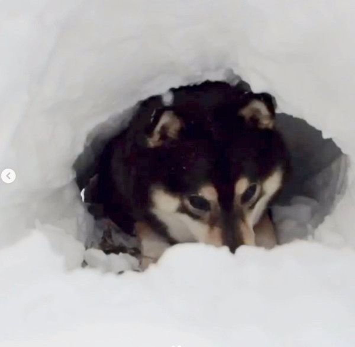 アナグマ感がスゴい 寒さも吹き飛ばす豆柴ちゃんの姿にキュン いぬのきもちweb Magazine アナグマ感がスゴい 寒さも吹き飛ばす豆柴ちゃんの姿にキュン いぬのきもちweb Magazine