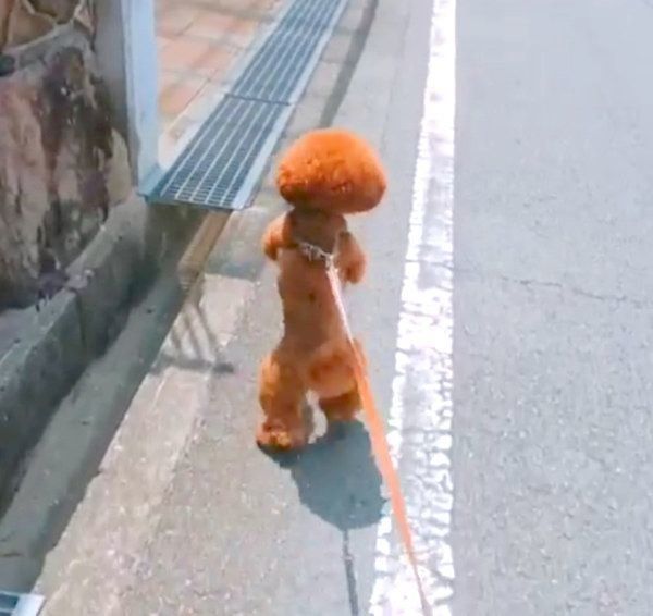 2足歩行をするトイ・プードル