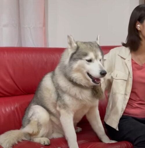 オンライン会議中の文太くん