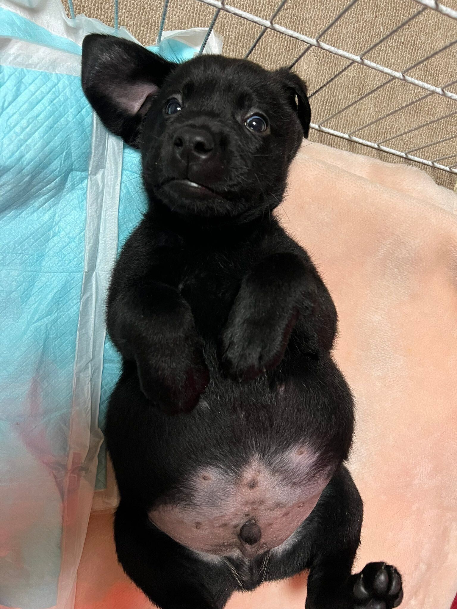 話題になったバッカスくんの写真　「無防備にお腹を見せて寝ている姿がとても愛おしかった」と飼い主さん