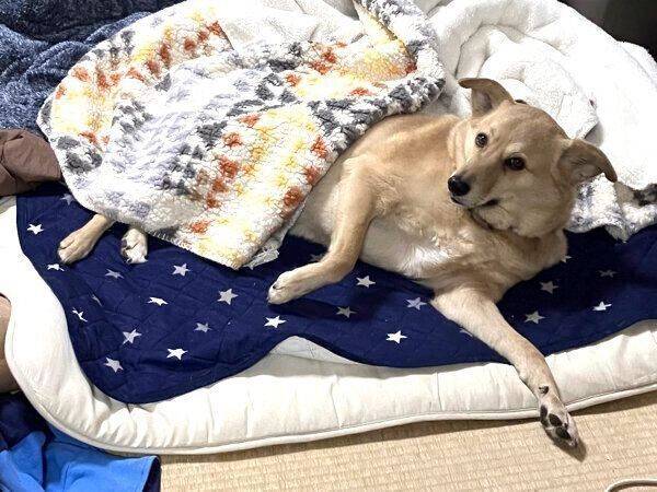 まったりするてんくん