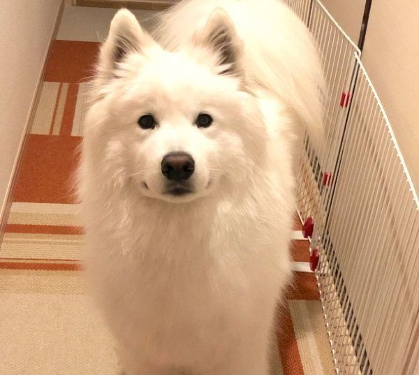 見つめるサモちゃん