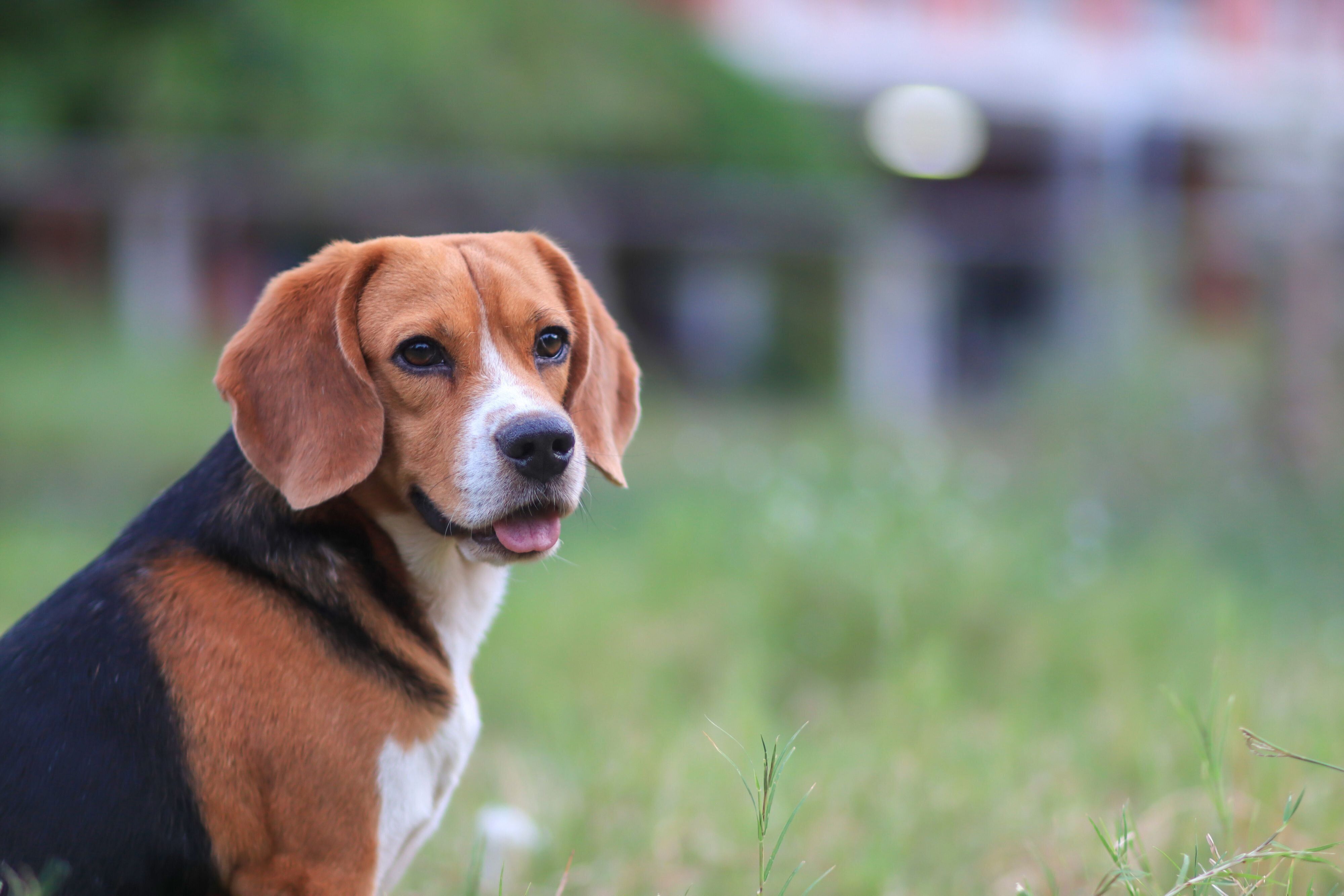 遠くを見つめる犬