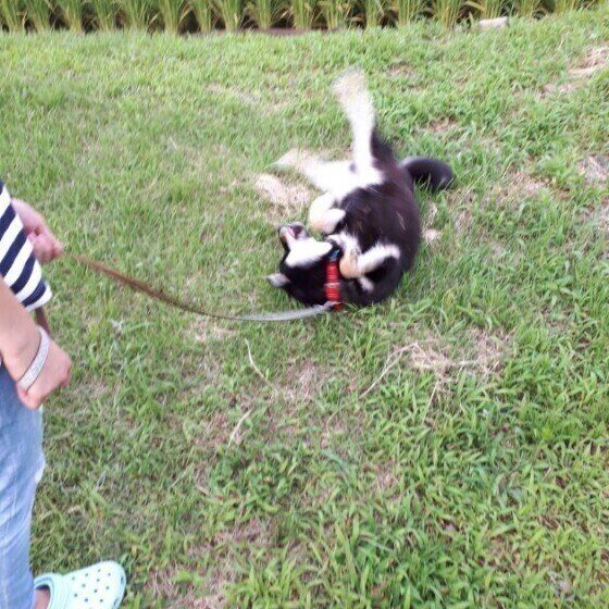 犬が散歩中に 体を地面にこすりつける 意味 獣医師が注意点を解説 いぬのきもちweb Magazine