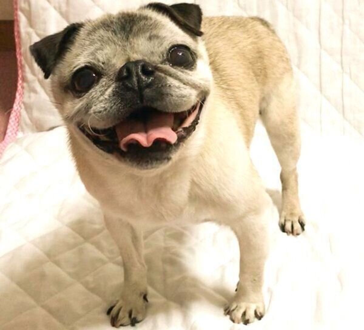 飼い主が草刈りをしたら 満足気に笑う 犬にツッコミの嵐 連載でもおなじみパグ犬 めーちゃんの魅力に迫る いぬのきもちweb Magazine 飼い主が草刈りをしたら 満足気に笑う 犬にツッコミの嵐 連載でもおなじみパグ犬 めーちゃんの魅力に迫る いぬのきもちweb Magazine