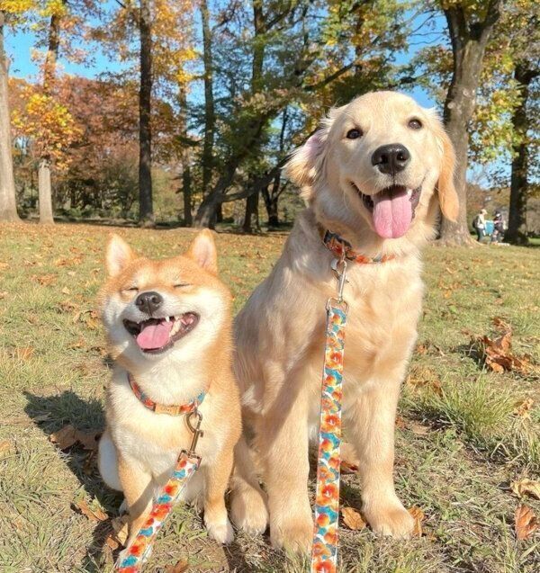 お散歩を楽しむうにくん、おからちゃん