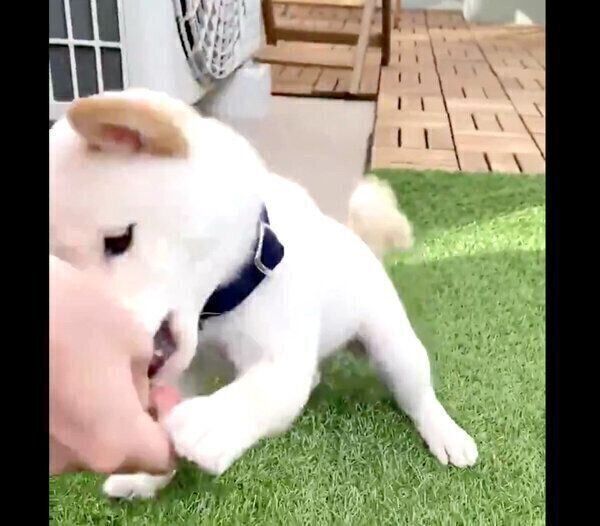 おやつを食べるえるちゃん