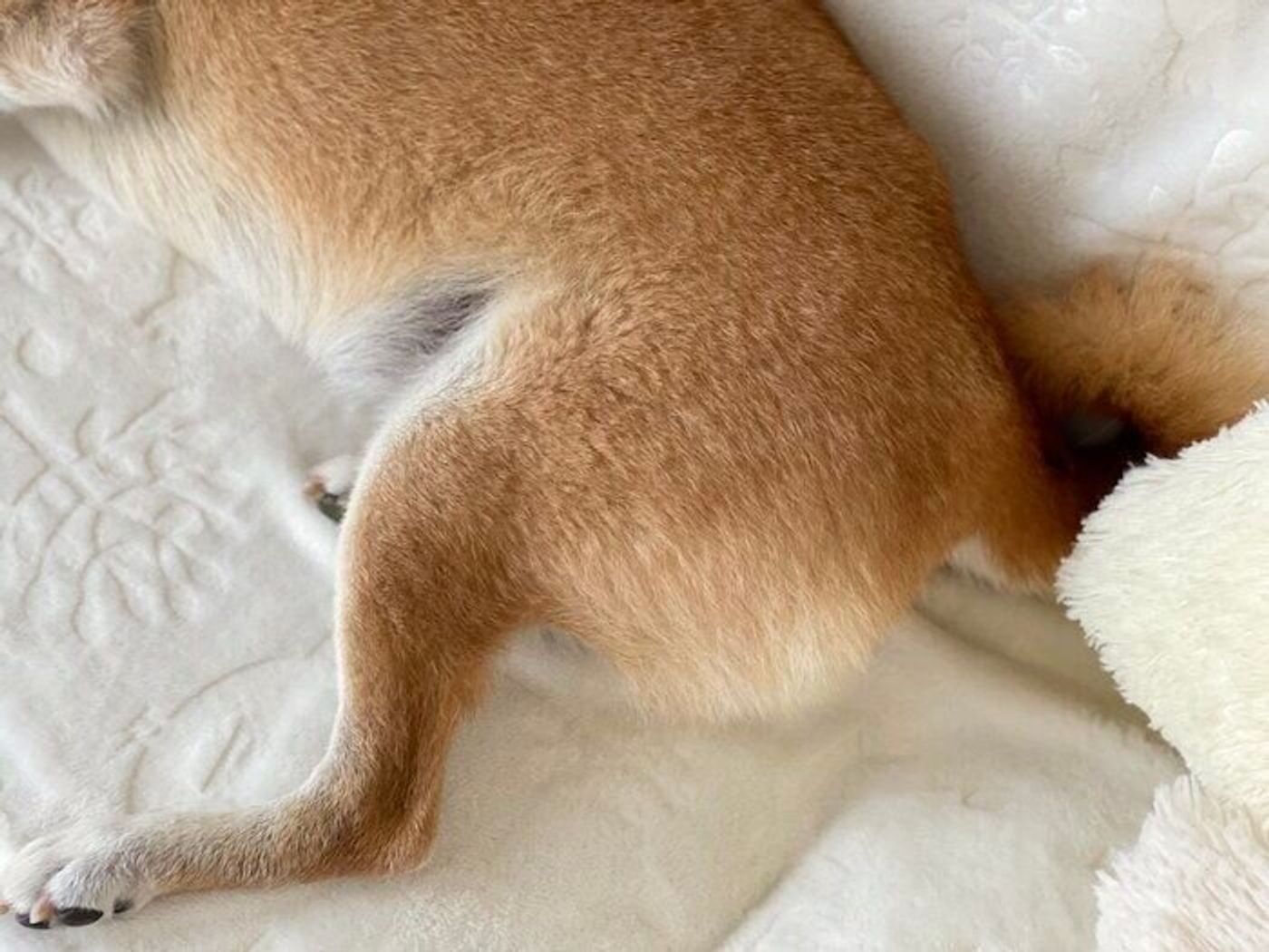 もこもこふかふかを堪能する柴犬マロたん なんだか 唐揚風 との声も いぬのきもちweb Magazine もこもこふかふかを堪能する柴犬マロたん なんだか 唐揚風 との声も いぬのきもちweb Magazine