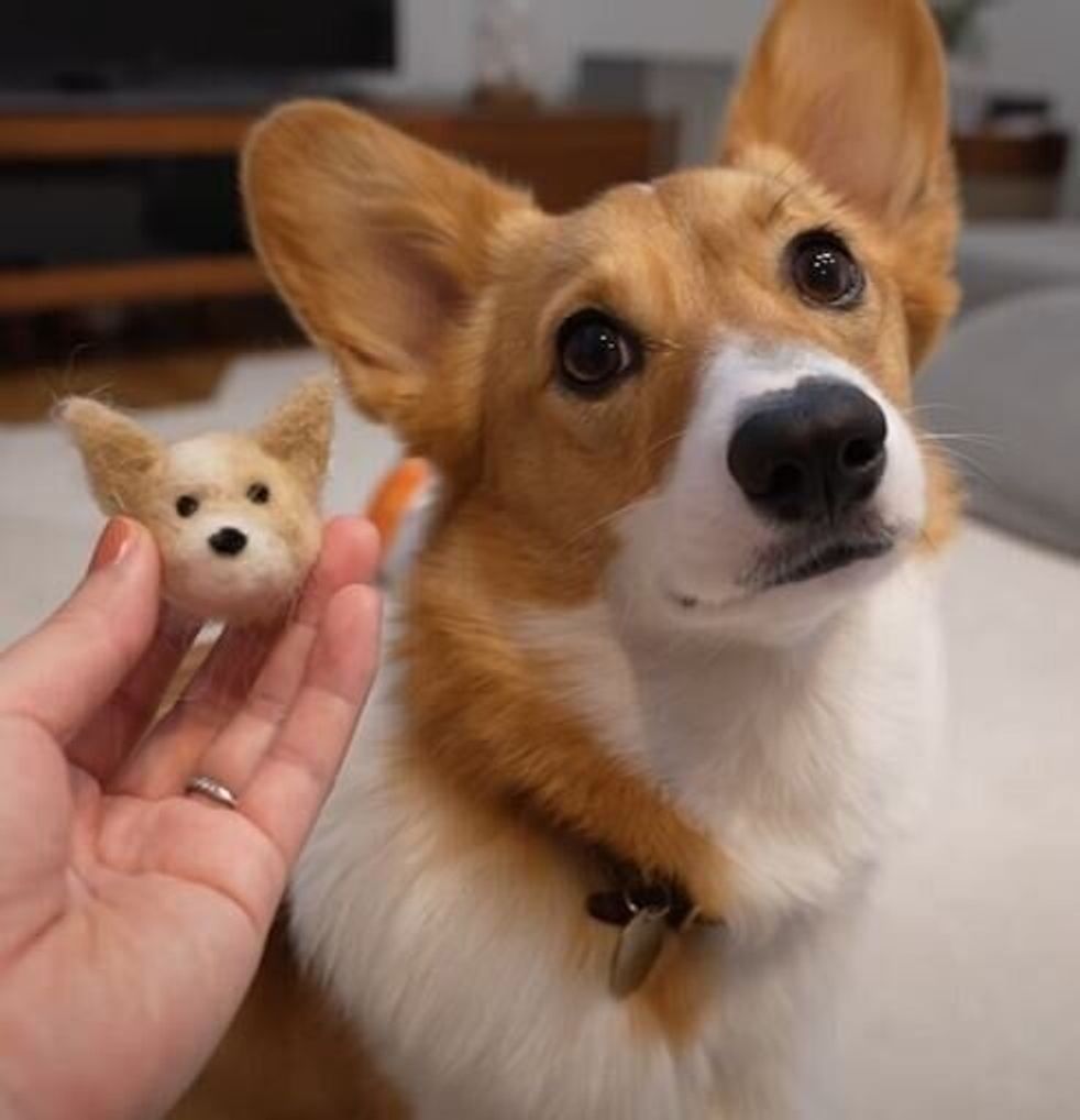 コーギー 犬 ノエ さん コーギー犬ノエさん飼い主のプロフィール 本名や年齢 身長について Stg Origin Aegpresents Com コーギー 犬 ノエ さん コーギー犬ノエさん飼い主のプロフィール 本名や年齢 身長について Stg Origin Aegpresents Com