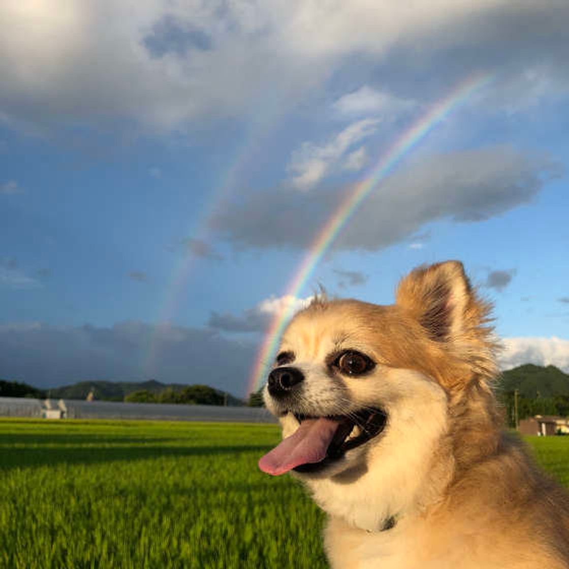 犬が旅立つ前に見せるしぐさや予兆に気がついた時 飼い主さんができること いぬのきもちweb Magazine 犬が旅立つ前に見せるしぐさや予兆に気がついた時 飼い主さんができること いぬのきもちweb Magazine