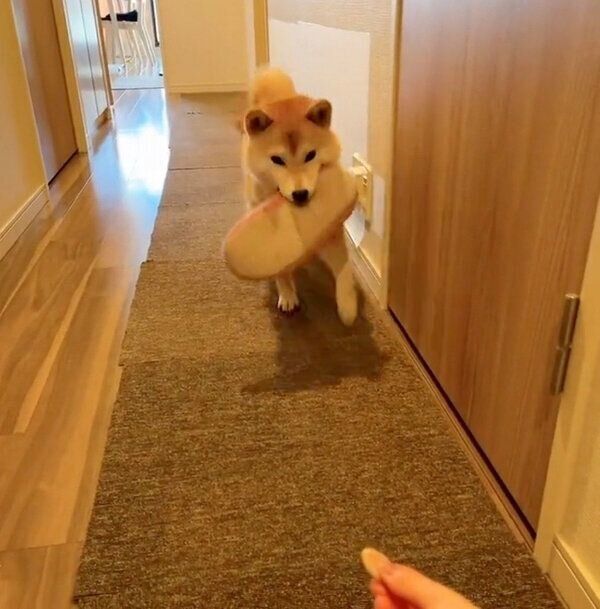 スリッパをくわえてくるももちゃん