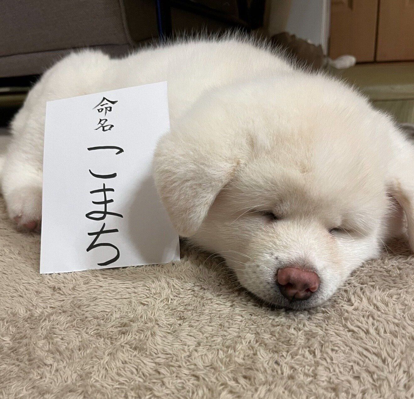 お迎え初日のこまちちゃん