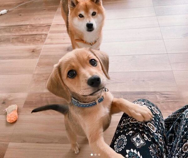 あんずちゃんとこてつくん