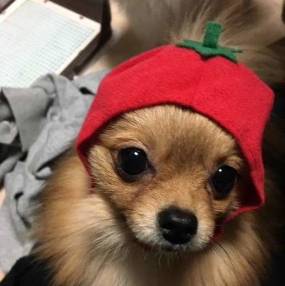 トマトの可愛い被り物、似合ってるね♪