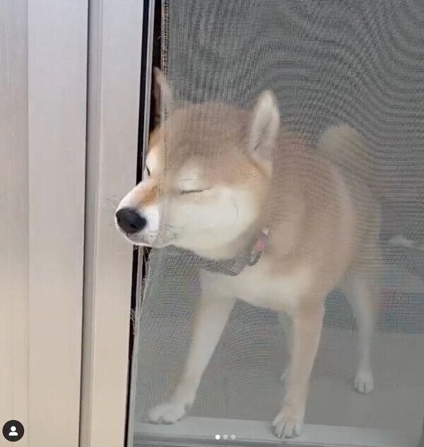 網戸を開けるこたろうくん