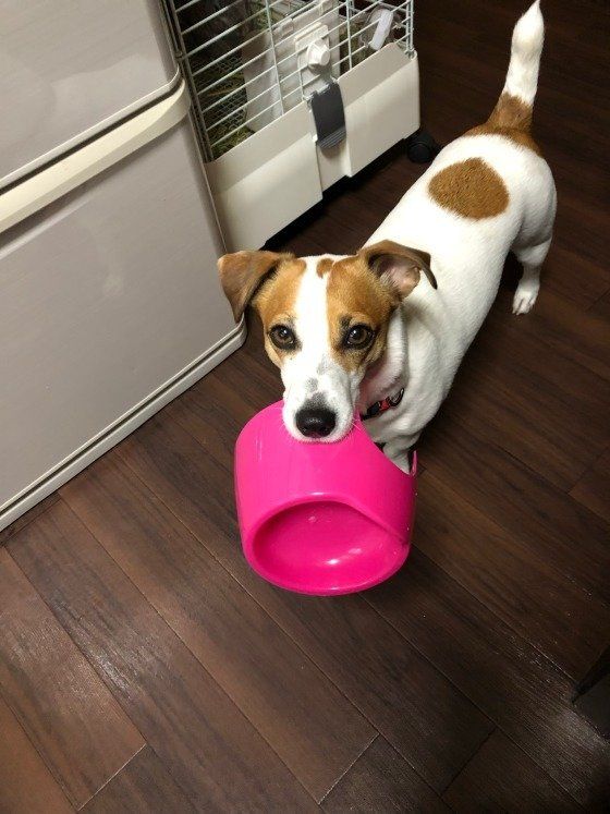 おかわりはないのかしら♪