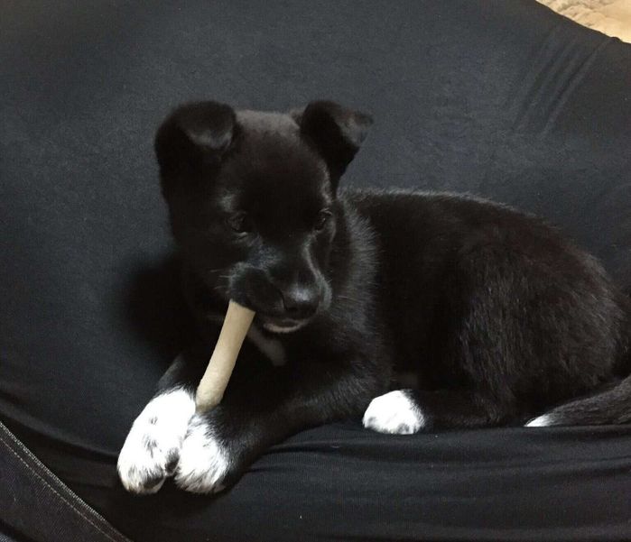 お迎え当時のくまこちゃん