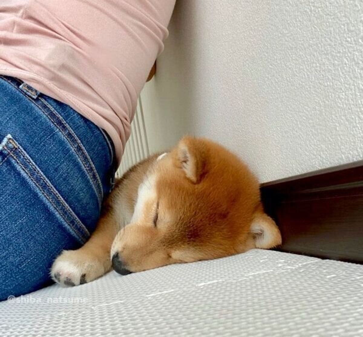 飼い主の背中と壁の間で眠る子犬の寝顔が 幸せいっぱい 愛くるしさに気絶しそう の声も いぬのきもちweb Magazine 飼い主の背中と壁の間で眠る子犬の寝顔が 幸せいっぱい 愛くるしさに気絶しそう の声も いぬのきもちweb Magazine