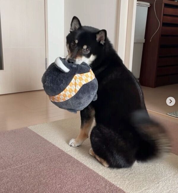 ぬいぐるみをくわえてスタンバイする、こてつくん