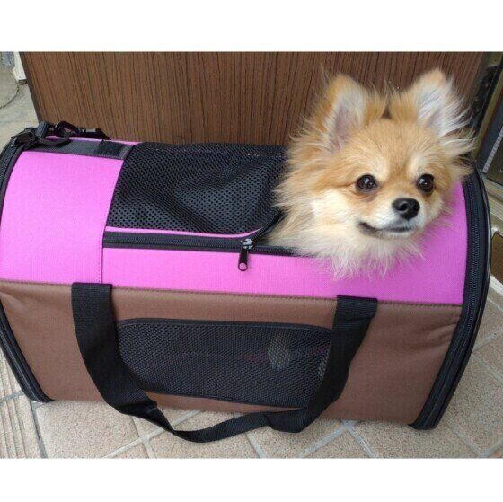 キャリーバッグが好きなポメラニアンの花菜ちゃん