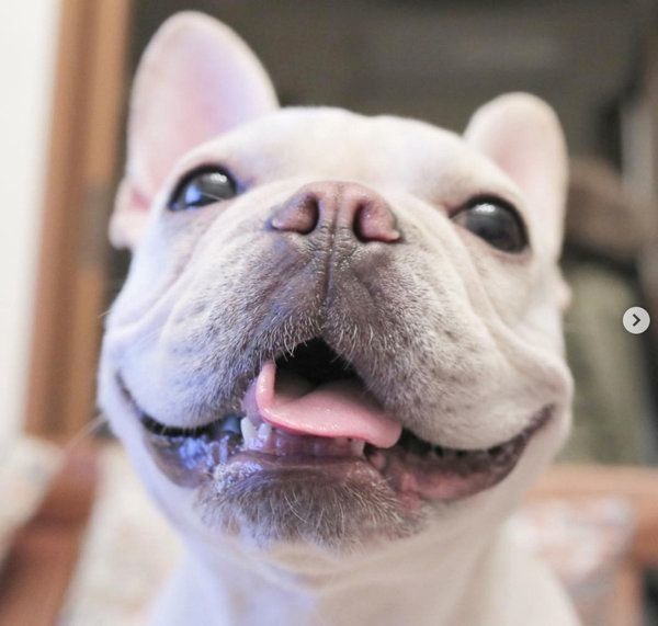 新入りさんの身体検査をするフレンチ・ブルドッグ