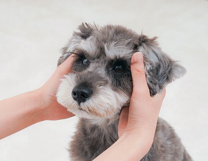 STEP 1. 愛犬と向かい合い親指で目尻（糸竹空）を押さえる