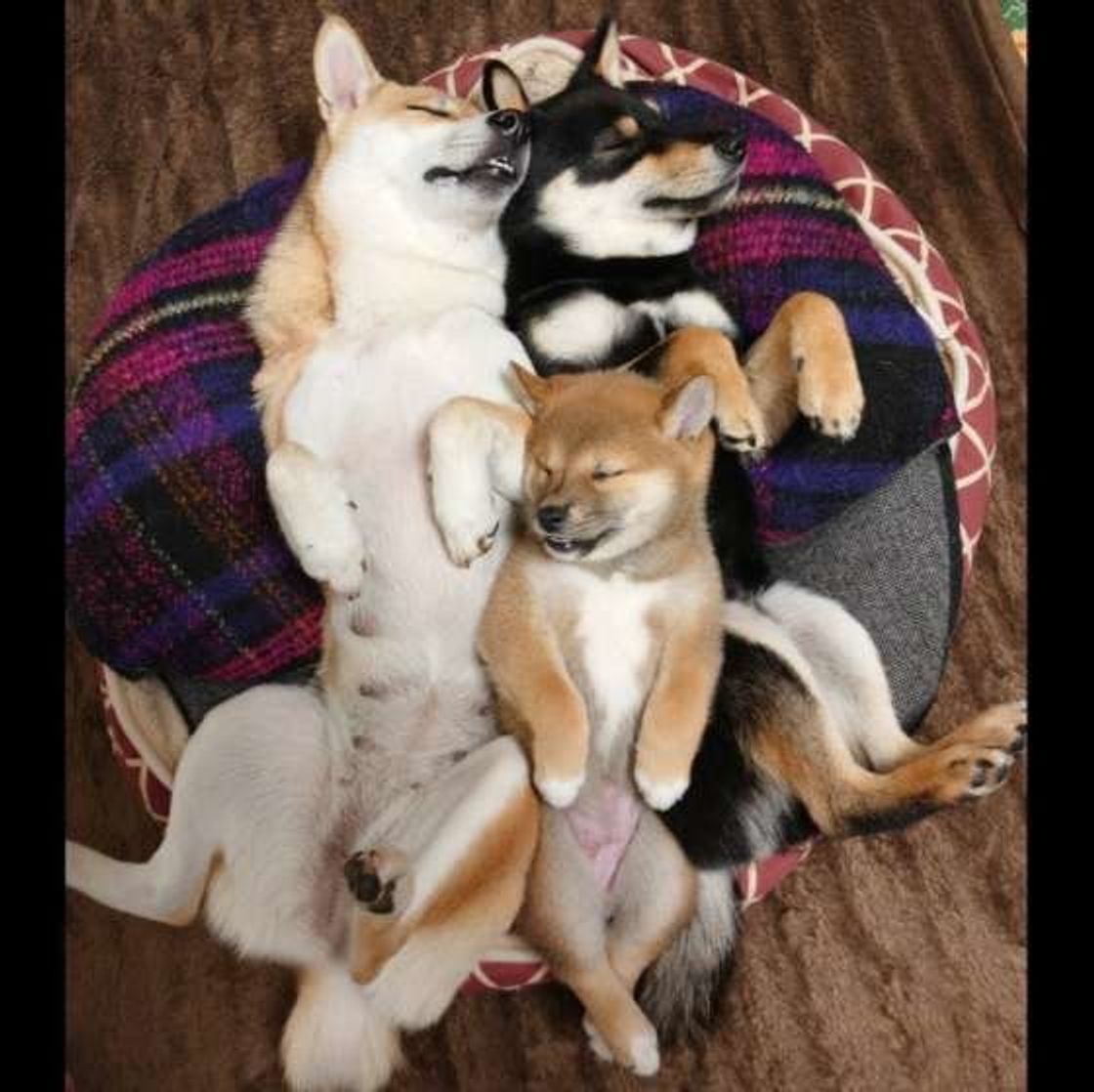 犬と一緒に寝ることをおすすめできない理由とは いぬのきもちweb Magazine 犬と一緒に寝ることをおすすめできない理由とは いぬのきもちweb Magazine